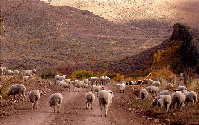 Sheep on the roadway.